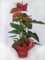 P-05 ANTHURIUM                                                              